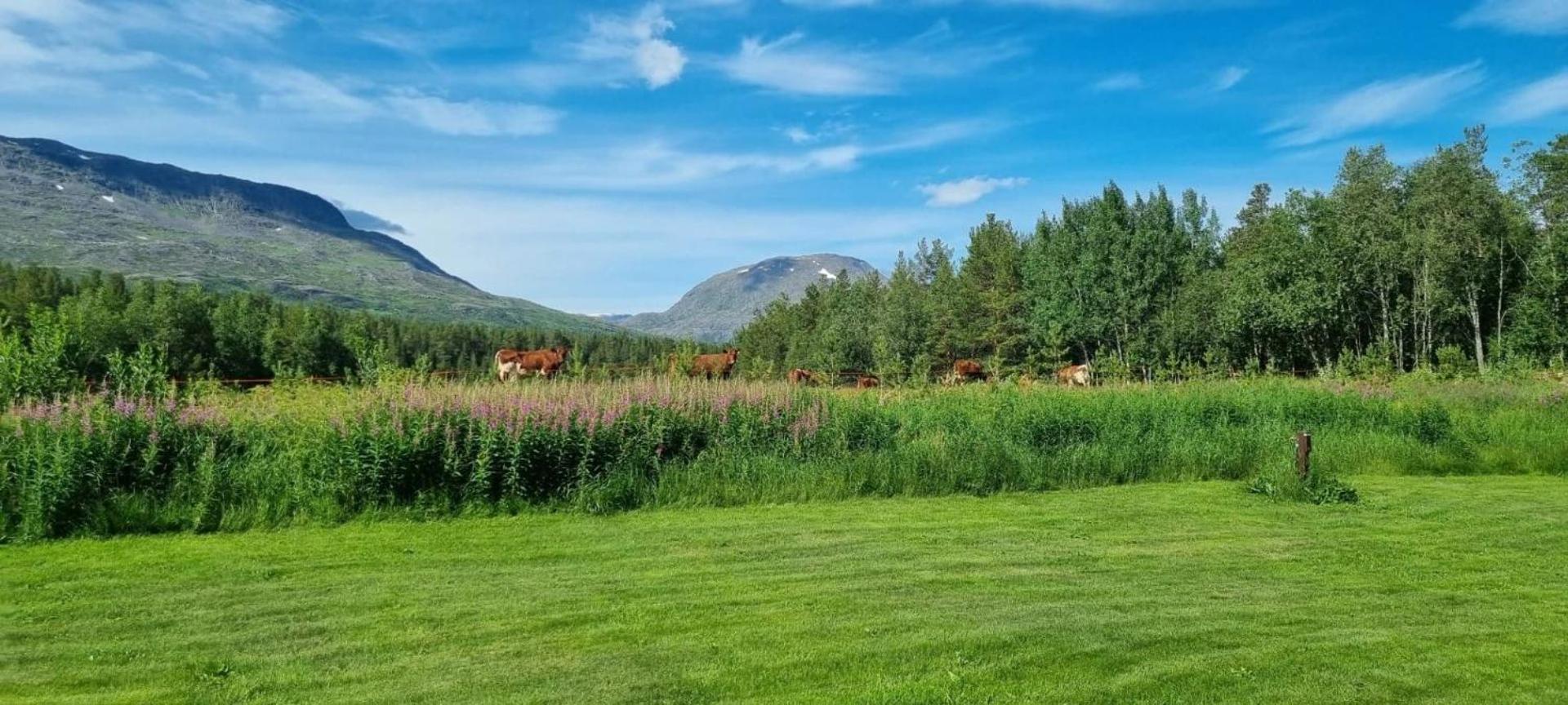 Torfoss Gard, Hytte Utleie, Campingvogn Og Bobil Plasser Potka Exterior foto